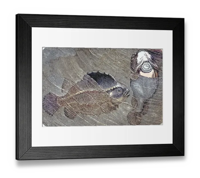 Framed Print : Lumpsucker (Cyclopterus lumpus), c Framed Print : Lumpsucker (Cyclopterus lumpus), c