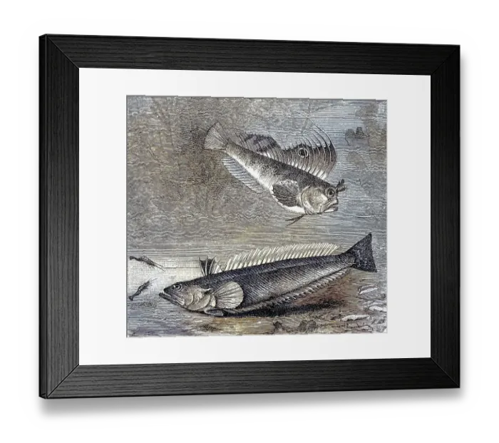 Framed Print : Butterfly blenny (Blennius ocellaris) and Peterman (Trachinus draco)