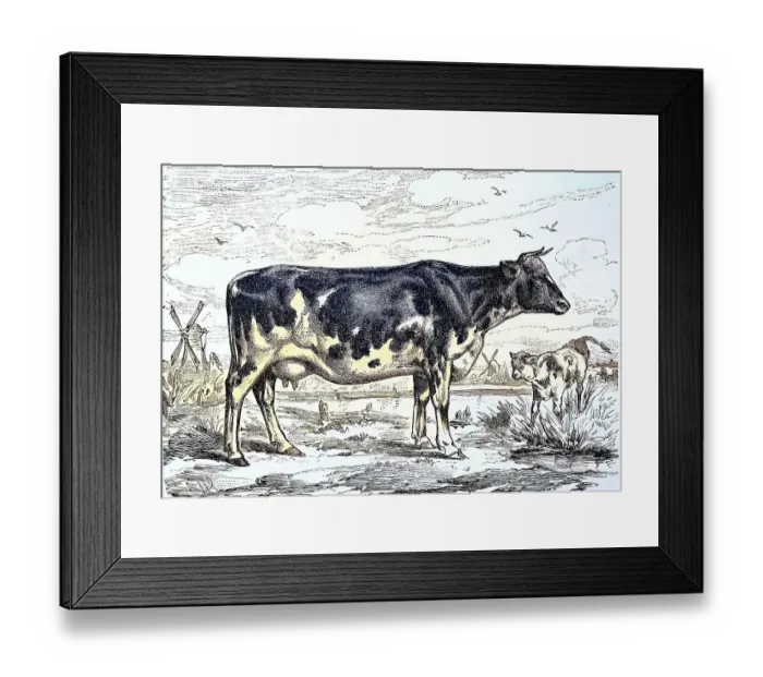 Framed Print : Dutch breed cow, black and white dairy cow Framed Print : Dutch breed cow, black and white dairy cow