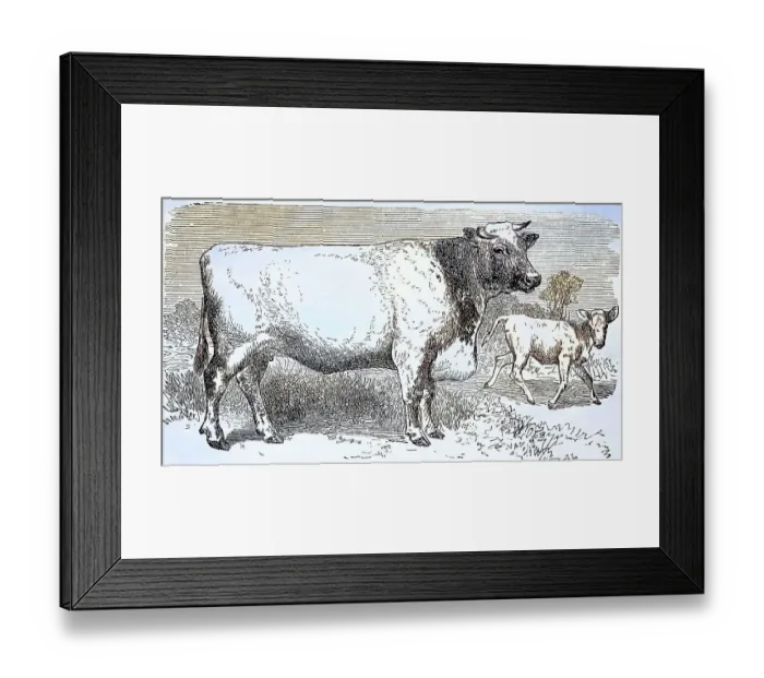 Framed Print : Cow of the Shorthorn Breed, Historical Framed Print : Cow of the Shorthorn Breed, Historical