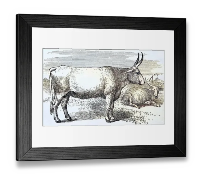 Framed Print : Zebu, Cow of the Podolian Breed