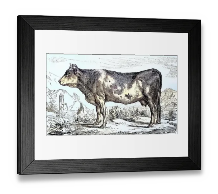 Framed Print : Cow of the Bernese breed, Switzerland