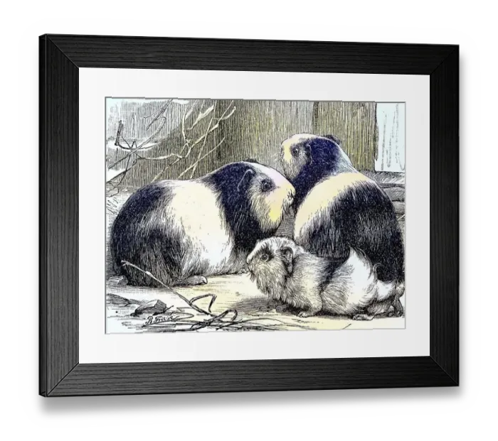 Framed Print : Guinea Pig pig, Cavia cobaya, Historic
