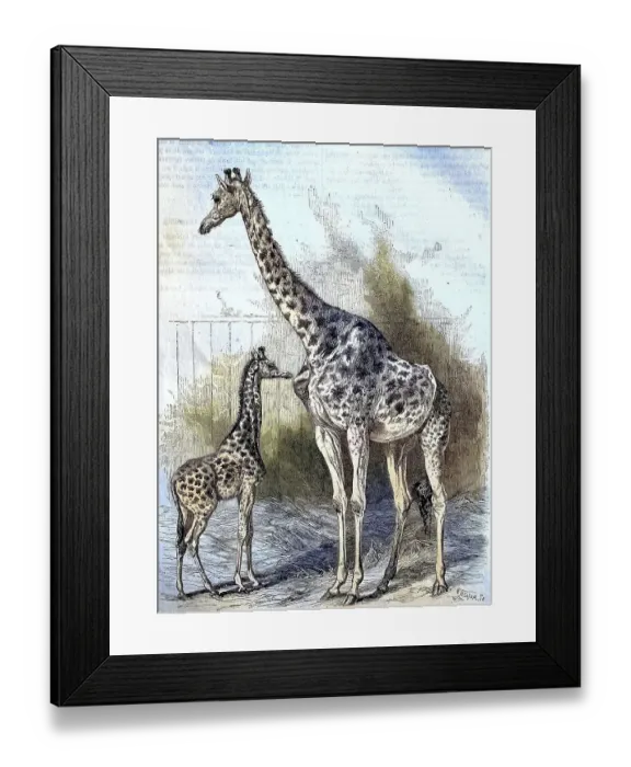 Framed Print : Kordofan Giraffe (Giraffa camelopardalis antiquorum) Framed Print : Kordofan Giraffe (Giraffa camelopardalis antiquorum)