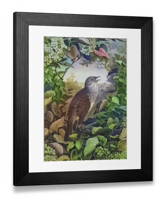 Framed Print : Nightingale (Luscinia megarhynchos)