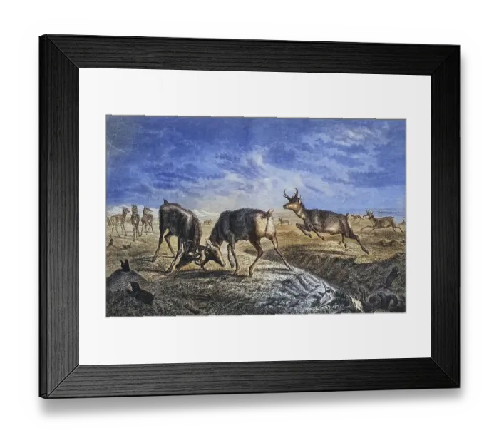 Framed Print : Pronghorn antelope, pronghorn animal