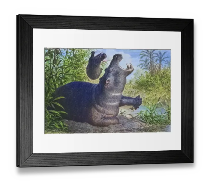 Framed Print : Hippopotamus (Hippopotamus amphibius)