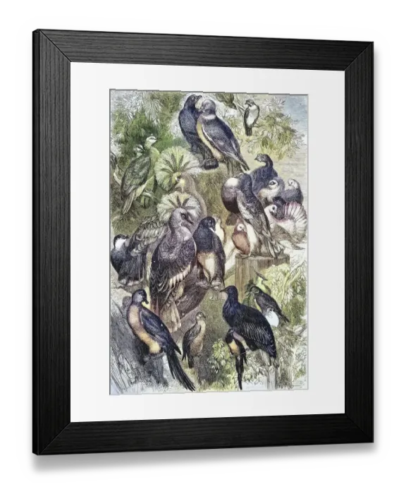 Framed Print : Various Breeds of Pigeon, 1880