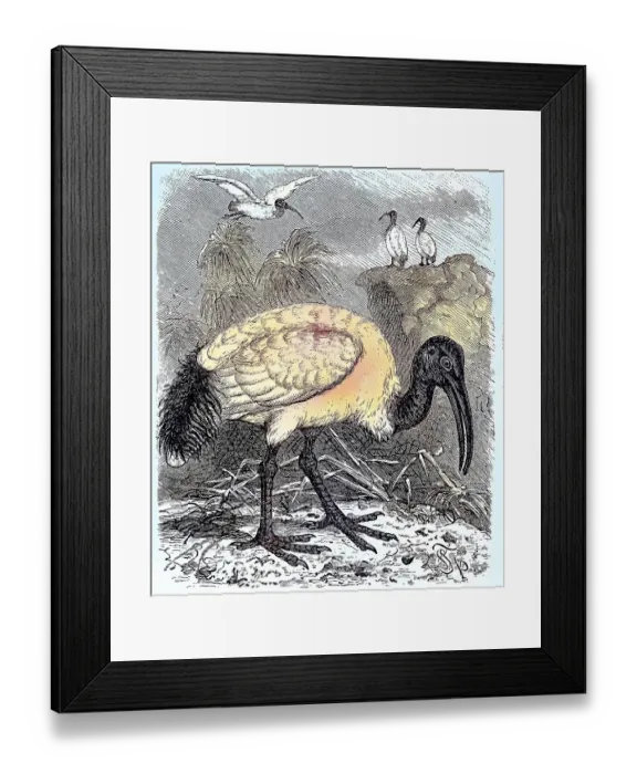 Framed Print : Sacred Ibis, Black-headed Ibis (Threskiornis melanocephalus)