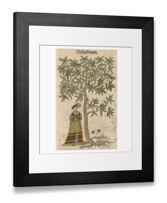 Framed Print : Medlar, Common Medlar (Mespilus germanica)