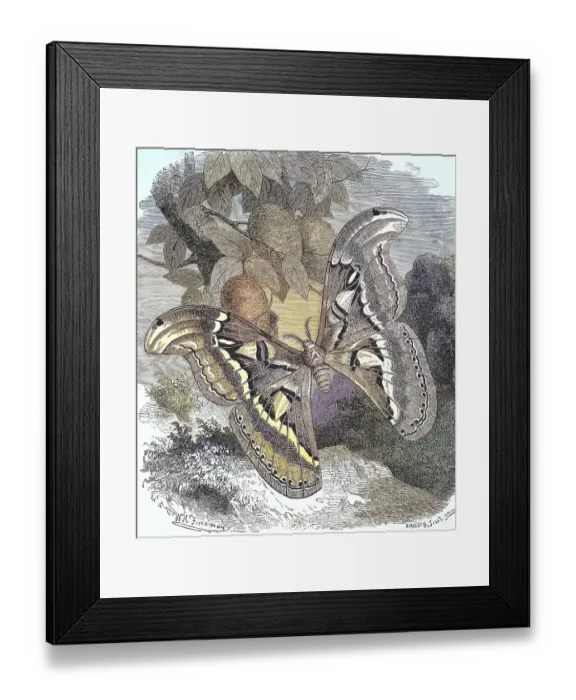 Framed Print : Atlas moth (Attacus atlas), a butterfly Framed Print : Atlas moth (Attacus atlas), a butterfly