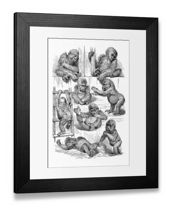 Framed Print : Movement study, positions of the gorilla