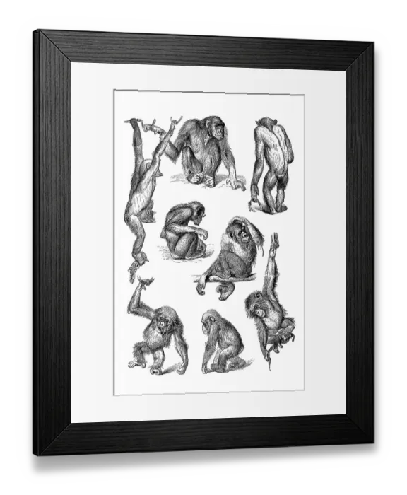 Framed Print : Movement study, postures of various apes