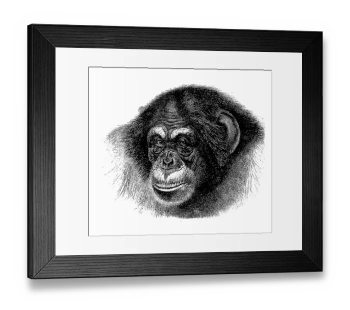 Framed Print : Chimpanzee, Common chimpanzee (Pan troglodytes) Framed Print : Chimpanzee, Common chimpanzee (Pan troglodytes)