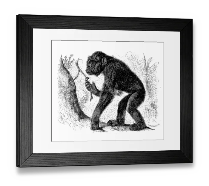 Framed Print : Chimpanzee, Common Chimpanzee (Pan troglodytes)