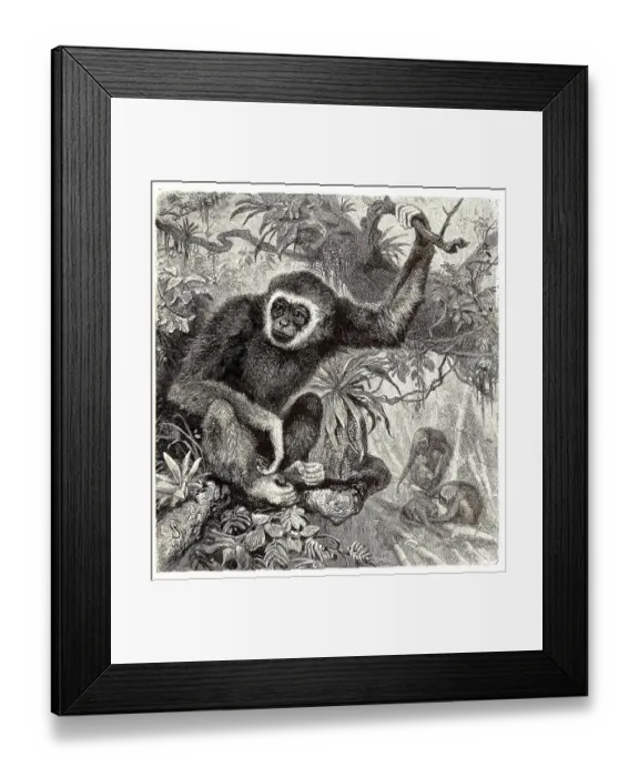 Framed Print : White-handed gibbon (Hylobates lar) or Lar Framed Print : White-handed gibbon (Hylobates lar) or Lar
