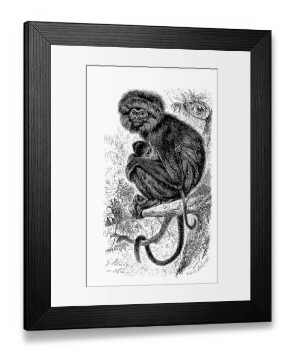 Framed Print : Hanuman langur (Semnopithecus) maurus