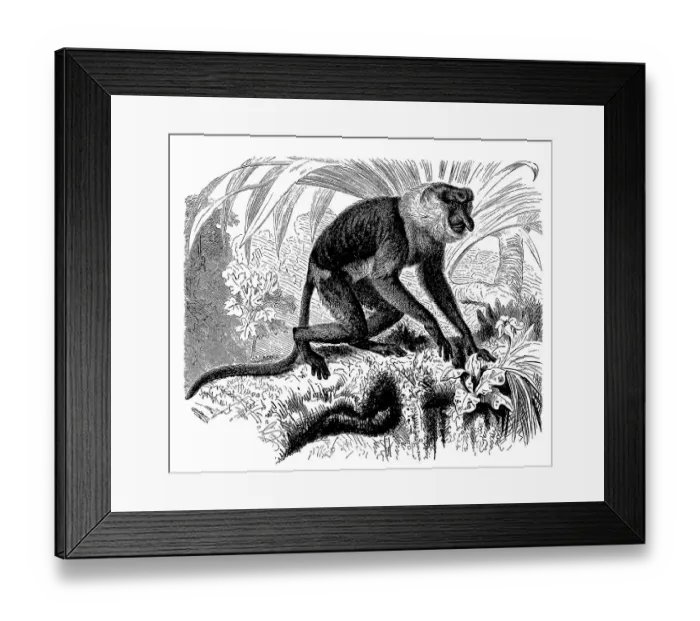 Framed Print : Proboscis monkey (Nasalis larvatus) Framed Print : Proboscis monkey (Nasalis larvatus)