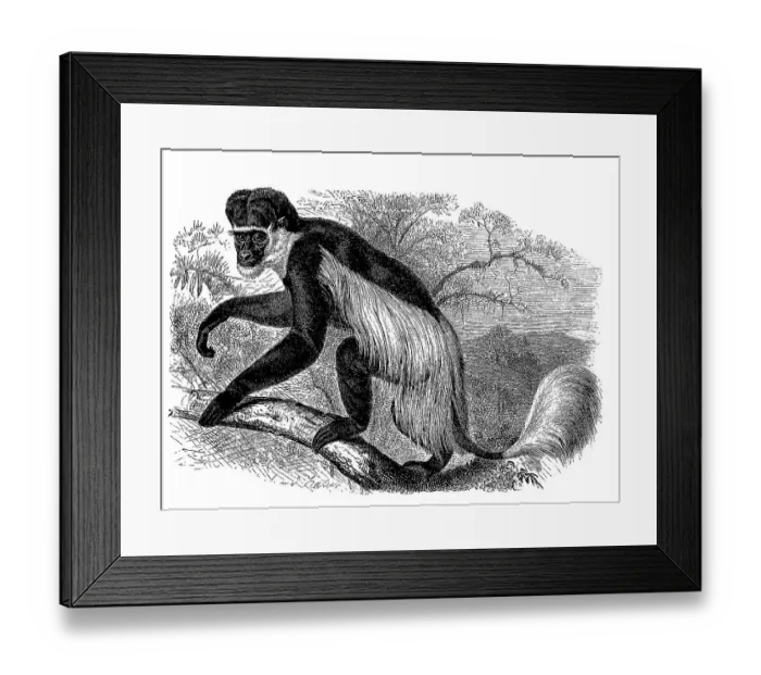 Framed Print : Mantled guereza (Colobus guereza) or guereza