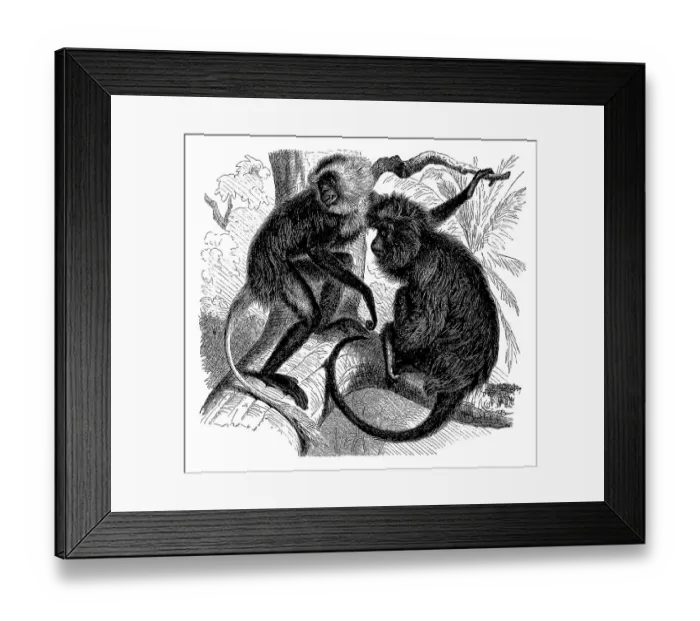 Framed Print : White king colobus (Colobus polykomos) Framed Print : White king colobus (Colobus polykomos)