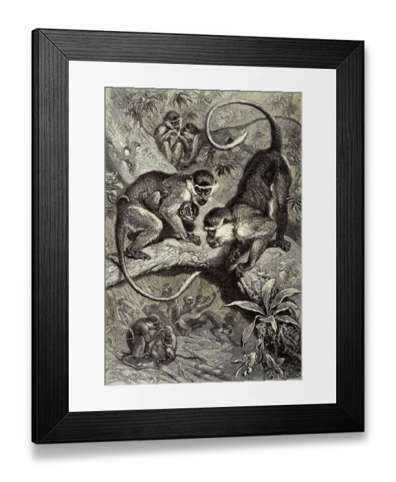 Framed Print : Green monkey, Western green monkey (Cercopithecus) sabaeus