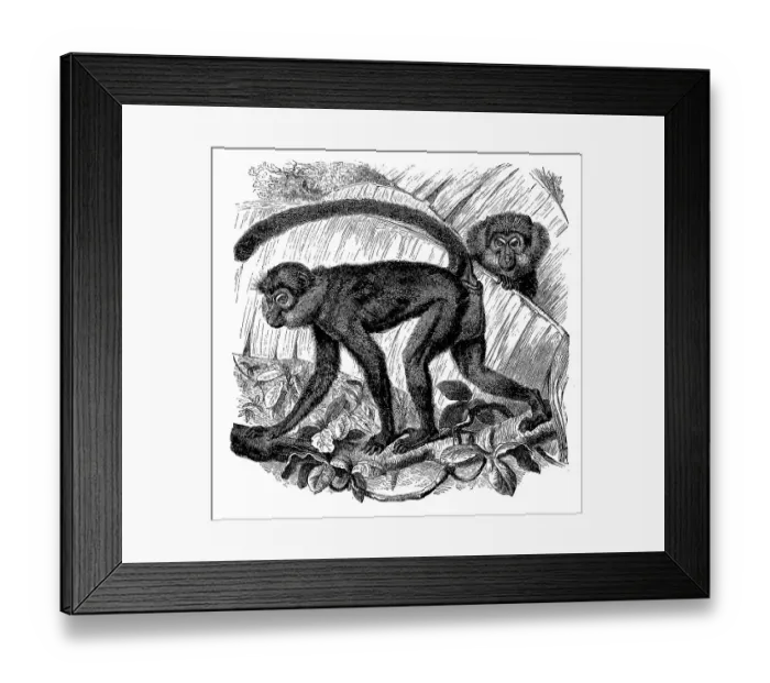Framed Print : Moor monkey, Ethiopian green monkey