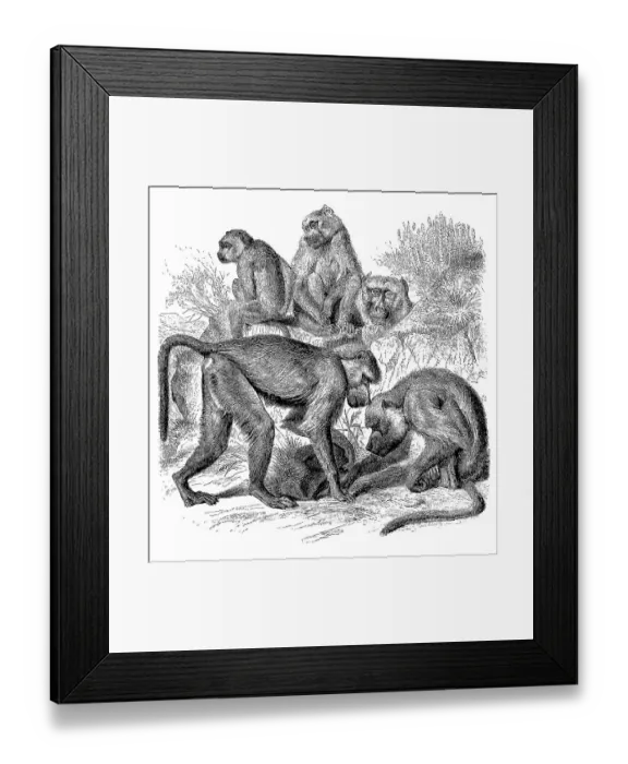Framed Print : Yellow Baboon (Papio cynocephalus) Framed Print : Yellow Baboon (Papio cynocephalus)