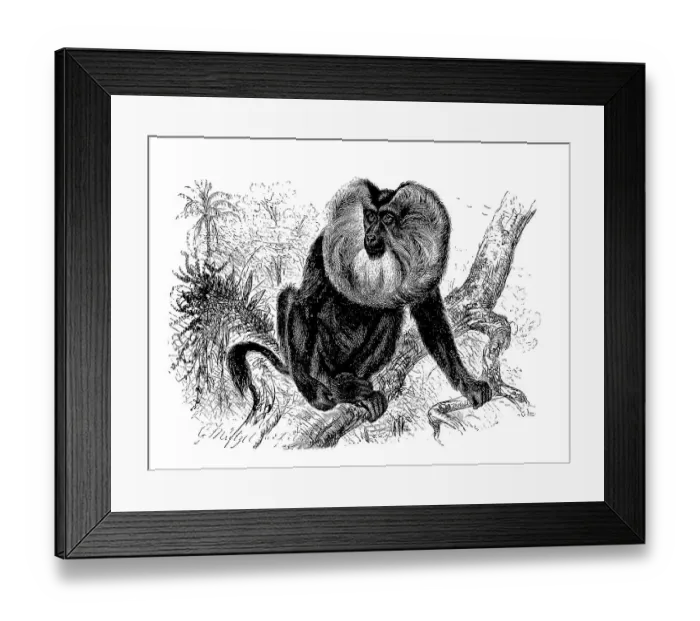 Framed Print : Lion-tailed macaque (Macaca silenus) or wanderu