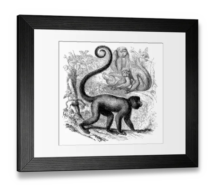 Framed Print : Common grey brown woolly monkey (Lagothrix lagotricha) Framed Print : Common grey brown woolly monkey (Lagothrix lagotricha)