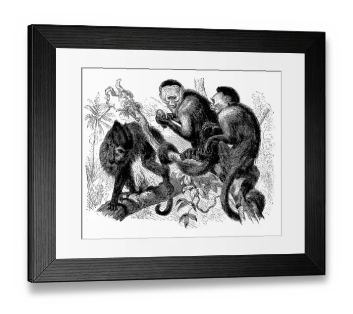 Framed Print : Tufted capuchins (Sapajus apella) or crested capuchin and white-shouldered capuchin monkey (Cebus capucinus) Framed Print : Tufted capuchins (Sapajus apella) or crested capuchin and white-shouldered capuchin monkey (Cebus capucinus)