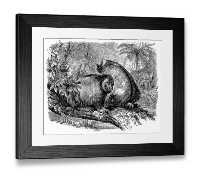 Framed Print : Scarlet Face, Red Uakari, Cacajao rubicundus Framed Print : Scarlet Face, Red Uakari, Cacajao rubicundus