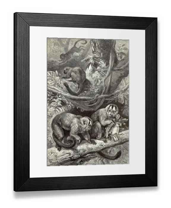 Framed Print : Night monkeys, Aotus, Aotidae, a primate genus and family from the New World monkey group