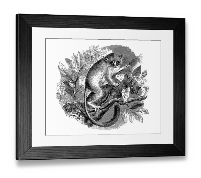 Framed Print : Dwarf mouse lemurs (Microcebus) within the group of lemurs