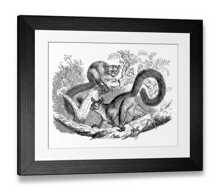 Framed Print : Brown greater galago (Otolemur crassicaudatus) Framed Print : Brown greater galago (Otolemur crassicaudatus)