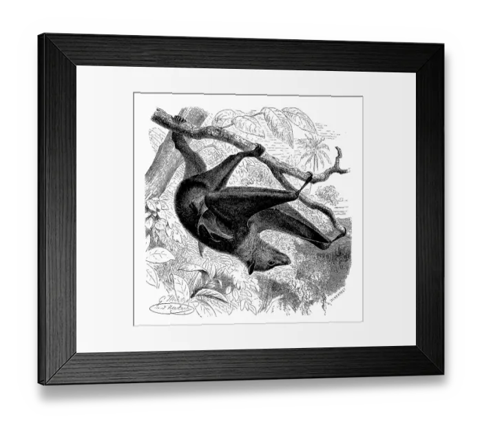 Framed Print : Black-eared flying fox (Pteropus) (Pteropodidae)