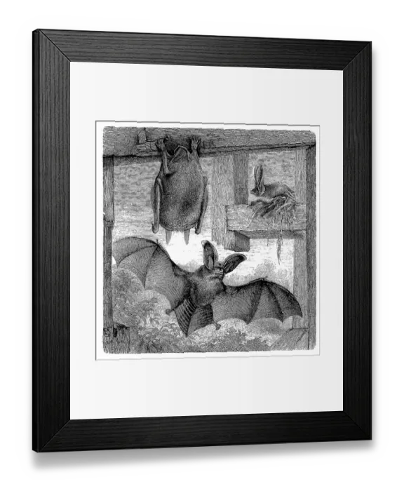 Framed Print : Brown long-eared bat (Plecotus auritus) Framed Print : Brown long-eared bat (Plecotus auritus)
