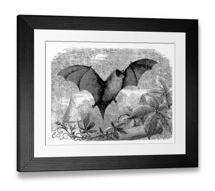 Framed Print : Common pipistrelle (Pipistrellus pipistrellus) Framed Print : Common pipistrelle (Pipistrellus pipistrellus)