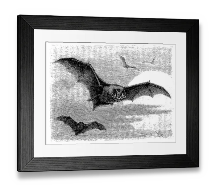 Framed Print : Pug bat, Synotus barbastellus, digitally restored reproduction of an original from the 19th century Framed Print : Pug bat, Synotus barbastellus, digitally restored reproduction of an original from the 19th century