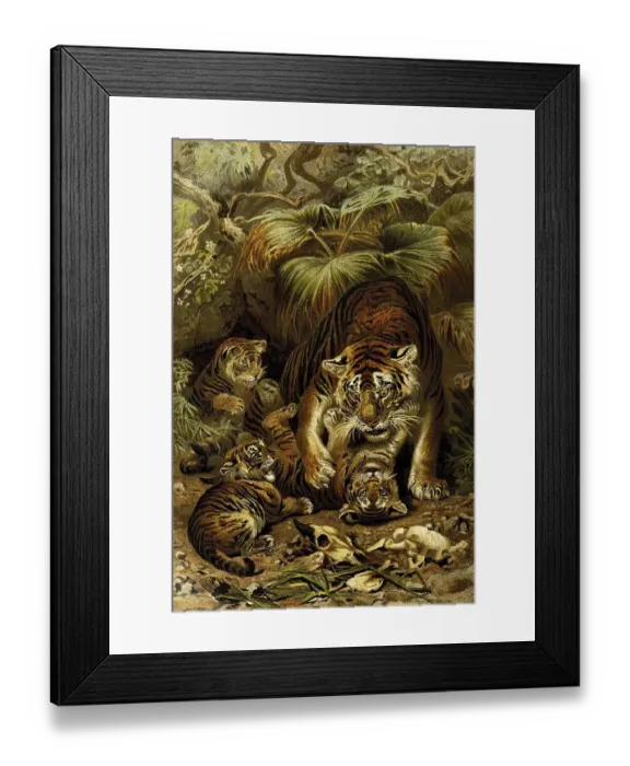 Framed Print : Tiger (Panthera tigris), digitally restored reproduction of an original from the 19th century