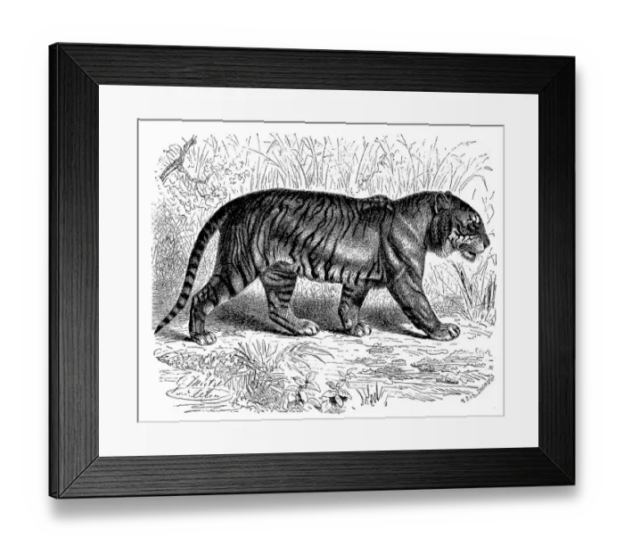 Framed Print : Royal tiger, Felis tigris, digitally restored reproduction of an original from the 19th century