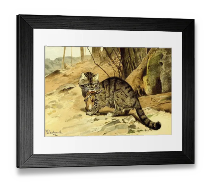 Framed Print : European wildcat (Felis silvestris) or forest cat