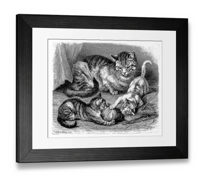 Framed Print : Domestic cat, Felis maniculata domestica