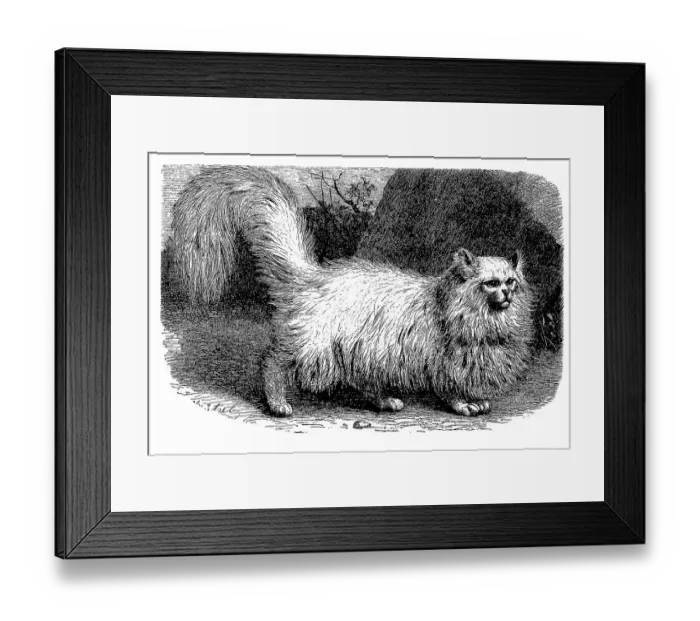 Framed Print : Angora cat, Felis maniculata domestica angorensis Framed Print : Angora cat, Felis maniculata domestica angorensis