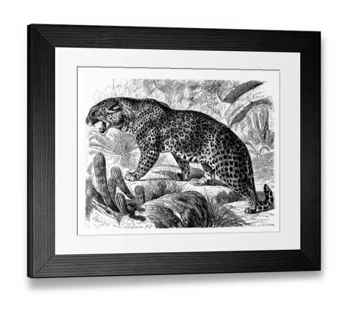 Framed Print : Leopard (Panthera pardus), also panther or panther