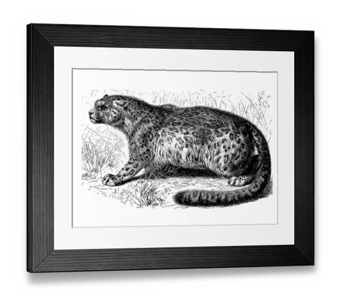Framed Print : Snow leopard (Panthera uncia), Irbis or ounce