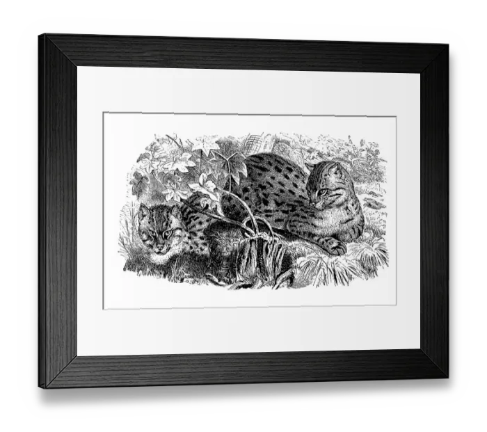 Framed Print : Spotted cat, Tara cat, Felis viverrina Framed Print : Spotted cat, Tara cat, Felis viverrina