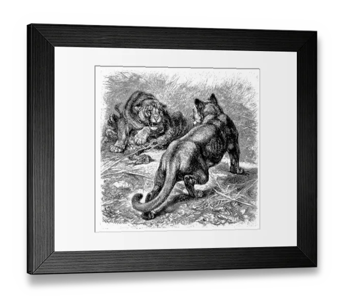 Framed Print : Cougar (Cougar concolor), digitally restored reproduction of an original from the 19th century Framed Print : Cougar (Cougar concolor), digitally restored reproduction of an original from the 19th century