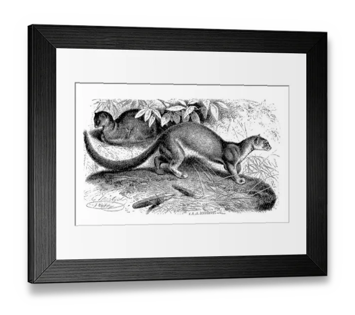Framed Print : Eyra, Jaguarundi, Herpailurus yagouaroundi