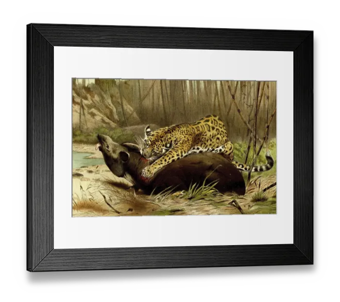 Framed Print : Jaguar (Panthera onca), a species of the cat family common in Central and South America