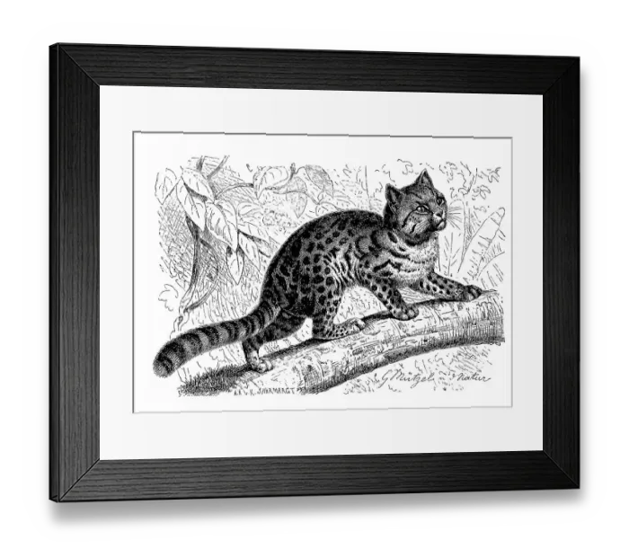 Framed Print : Northern tiger cat (Leopardus tigrinus)